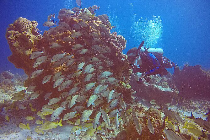 2 Tanks Scuba Diving in Punta Cancun Reefs for Certified Divers - The Value of This Tour