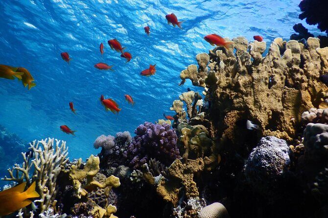 2 To 5 Hours Glass Bottom Boat Private Tour At Read Sea - Final Thoughts