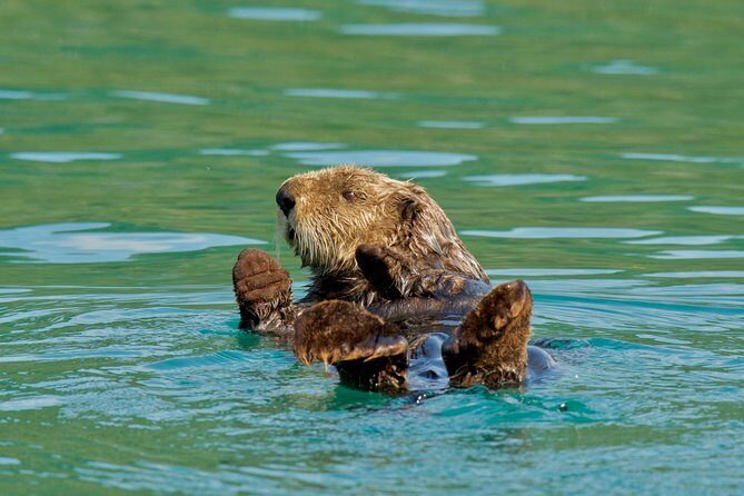 26 Glacier Cruise and Coach from Anchorage, AK - What Makes This Tour Stand Out?