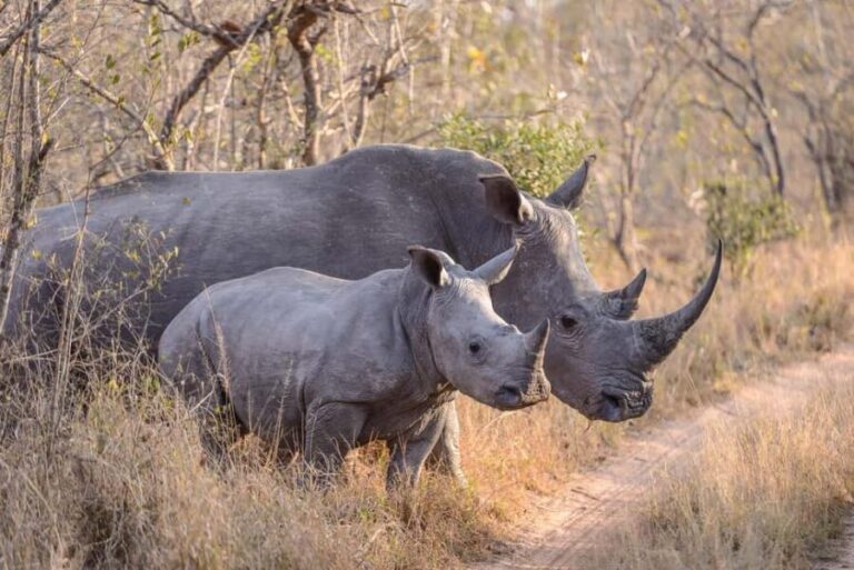 2day luxury safari at Solio Ranch in a 4x4 Land Cruiser Jeep - Why This Safari Stands Out