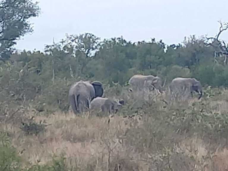 2days kruger National Park - An In-Depth Look at the 2-Day Kruger Tour