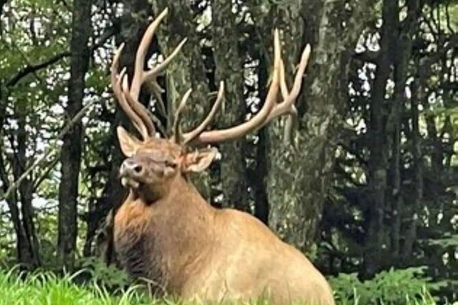 3 - 3.5 HR Smoky Mtn. Cherokee Eco Elk Safari Jeep Adventure - Why This Tour Offers Good Value