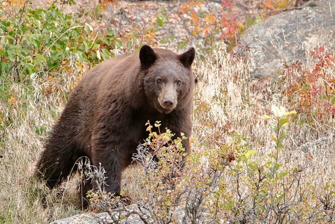 3/4 Day Rocky Mountain NP "Mountain to Sky+Bear Lake Rd" Tour - RMNPhotographer - Final Thoughts: Is This Tour Worth It?