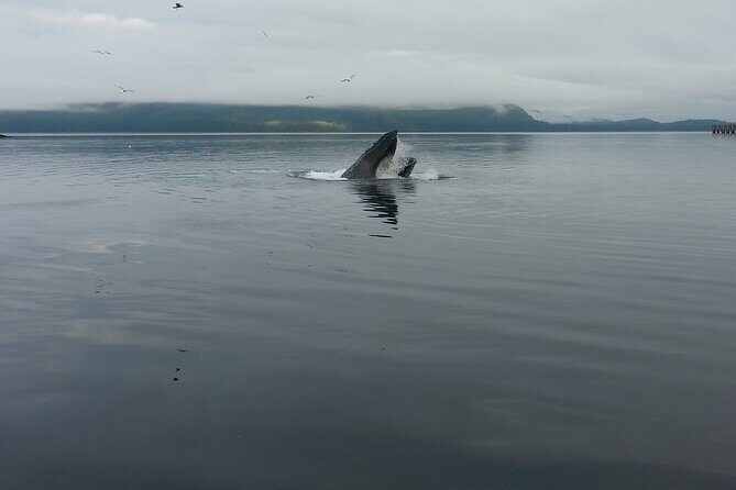 3.5 Hour Crowd-Skipping Whale Tour in Juneau Alaska - Frequently Asked Questions
