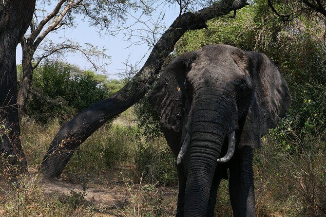 3-Day / 2 Nights Group Safari Serengeti & Ngorongoro Crater - Considerations and Practical Tips