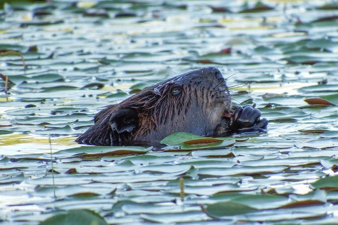 3 Day Algonquin Park Canoe Trip - Moose & Beaver Safari - Practical Considerations