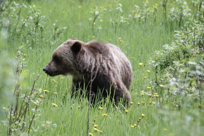 3 Day Banff National Park Johnston Canyon Voyage Car Tour - Exploring the Itinerary in Detail