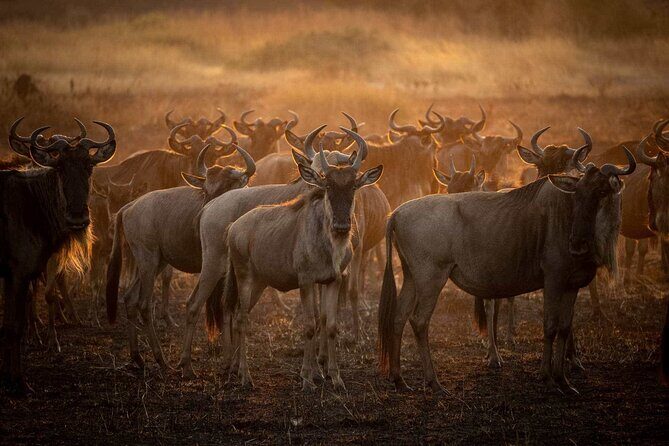 3-Day Camping Safari Tarangire, Lake Manyara & Ngorongoro crater - What Makes This Tour Stand Out?