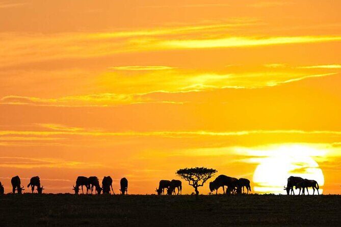 3 Day Classic, Guided Serengeti Safari - Day 2: Full-Day Game Drive—In Search of the Big Five