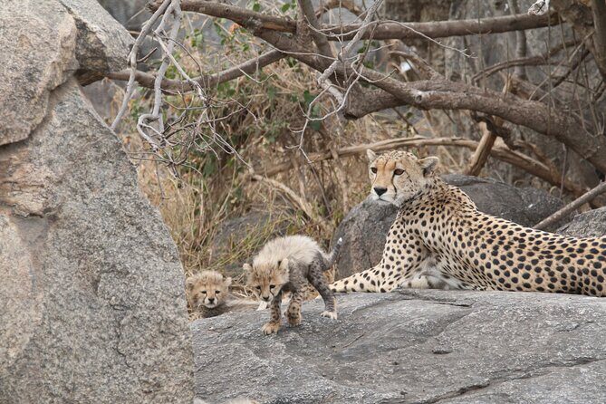 3-Day Classic Serengeti Safari - Day 1: From Arusha to Serengeti