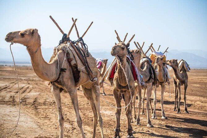 3 Day Danakil Depression Ertale and Dallol Tours - The Sum Up