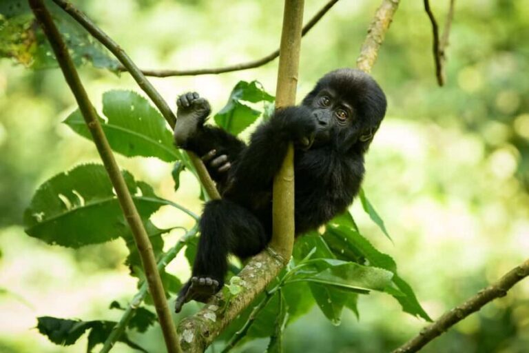 3 -Day Gorilla Tour - Practical Tips for Travelers