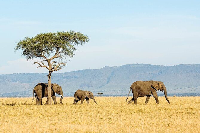 3 Day Lake Manyara, Ngorongoro crater, Tarangire Safari - Day 1: Lake Manyara National Park