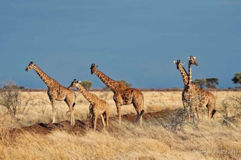 3-Day Meru National Park-Ikweta Safari Camp - The Route and What You’ll Experience
