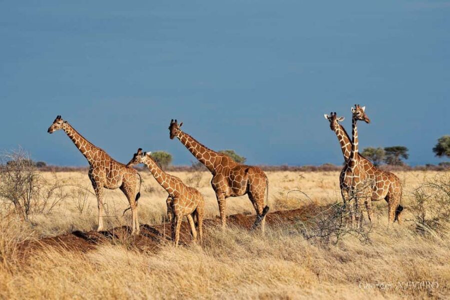 3-Day Meru National Park-Ikweta Safari Camp - The Route and What You’ll Experience
