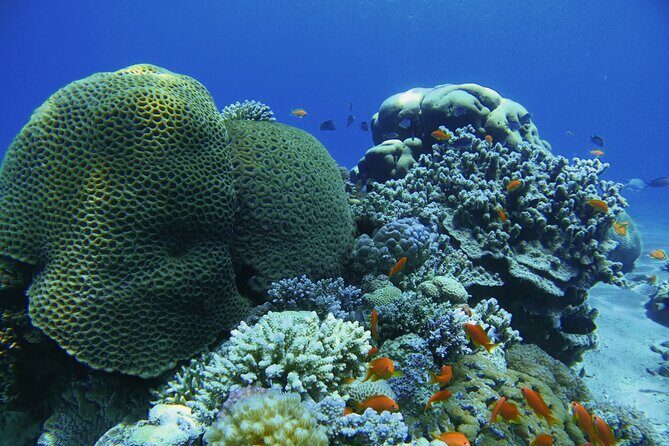 3-Day Open Water Scuba Diving Course in Aqaba - What Makes the Experience Stand Out?