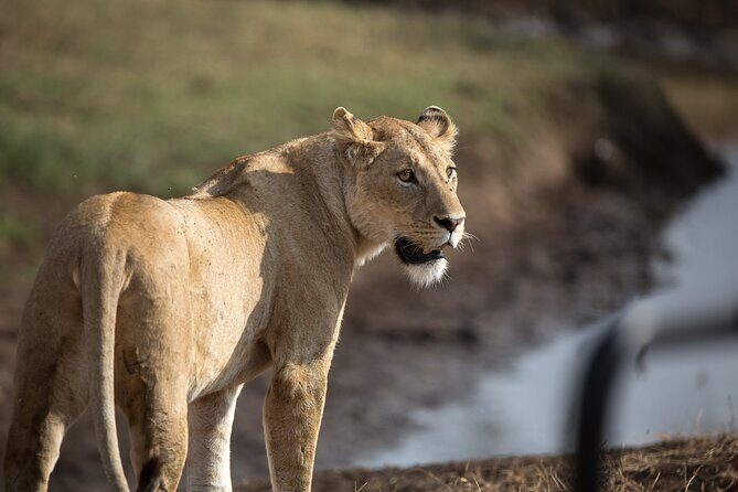 3 Day Private Serengeti Safari Tour with One Way Flight - What Reviews Say About This Safari