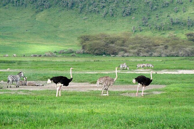 3 Day Safari Expedition from Arusha - What Travelers Say
