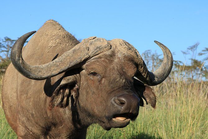 3-Day Safari in Serengeti & Ngorongoro(Mid-range) - Why This Tour Offers Great Value