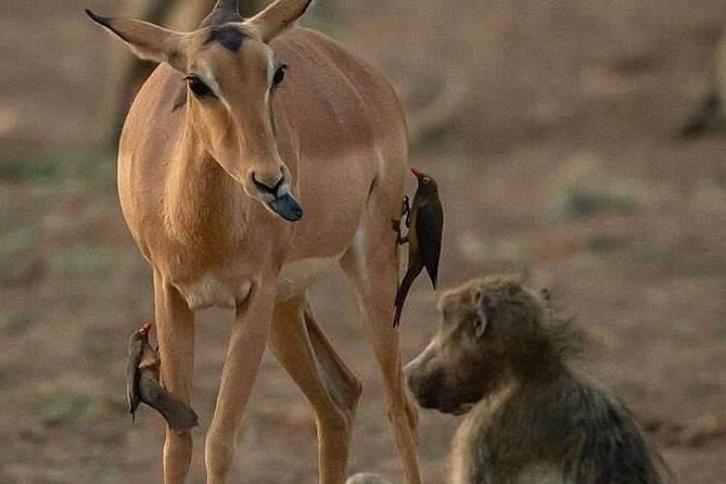 3-Day Safari to Ngorongoro, Tarangire & Lake Manyara NP - Who Will Love This Safari?