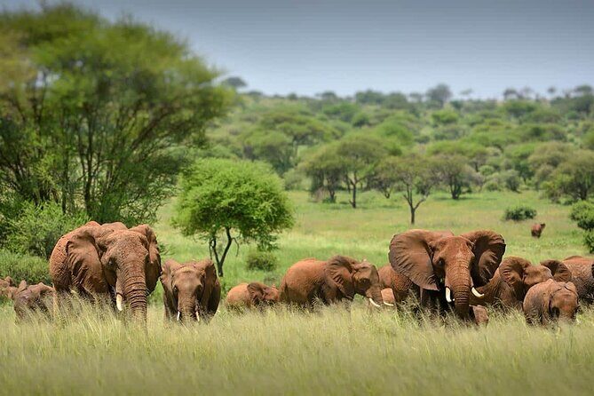 3 Day Tanzania Serengeti & Ngorongoro Crater Safari - What Our Reviewers Say