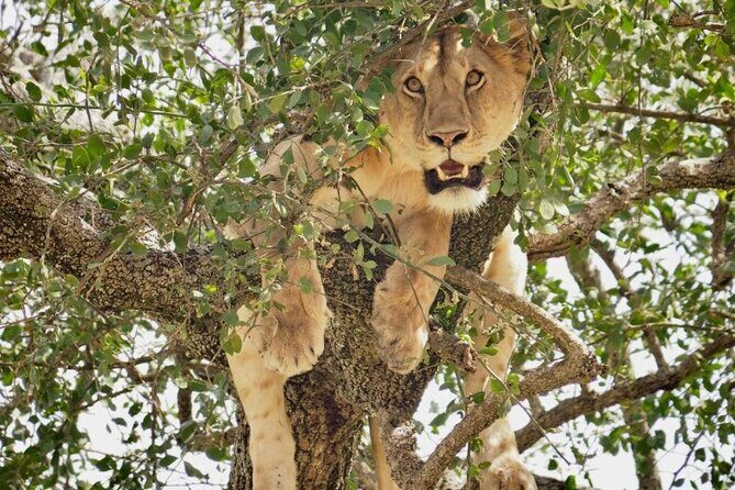 3-Day Tarangire, Lake Manyara and Ngorongoro - What Makes This Tour Stand Out?
