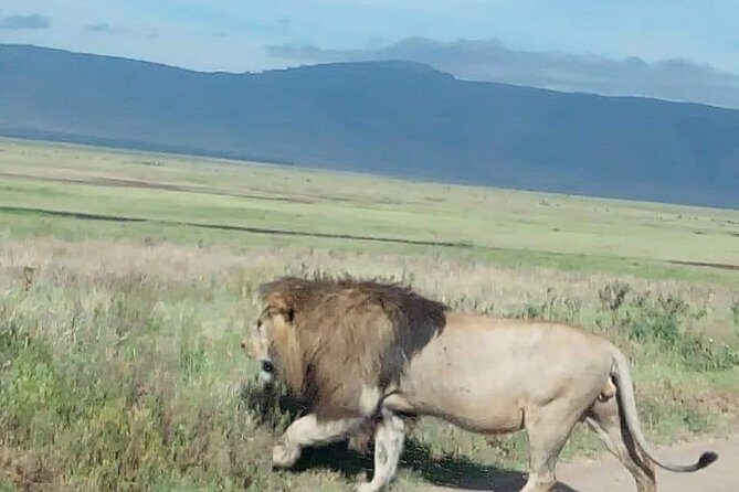 3-Day Tarangire NP, Manyara NP & Ngorongoro Crater - Overview of the Tour Experience