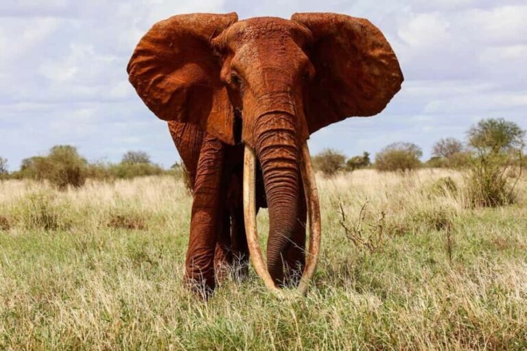 3-Day Tsavo East and West with Mzima Springs Safari - Whats Included & Whats Not