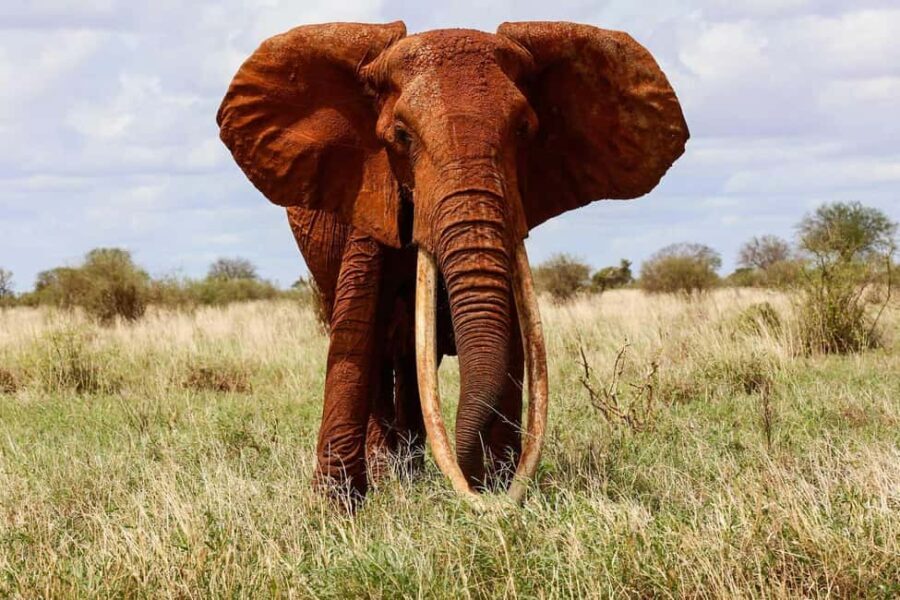 3-Day Tsavo East and West with Mzima Springs Safari