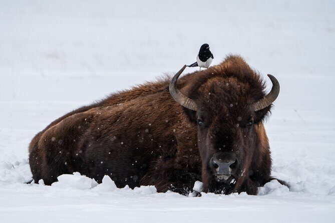 3 Day Wildlife Photography Tour in Yellowstone National Park - Final Thoughts