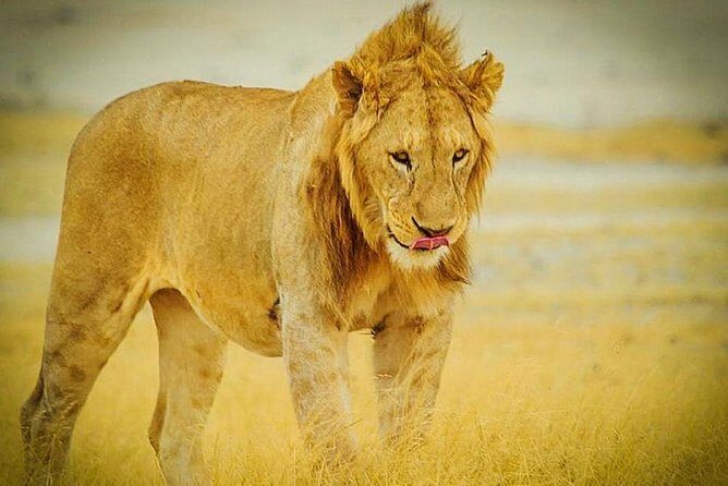 3 Days 2 Nights Group Joining Serengeti and Ngorogoro Safari - Practical Details and What They Mean for You