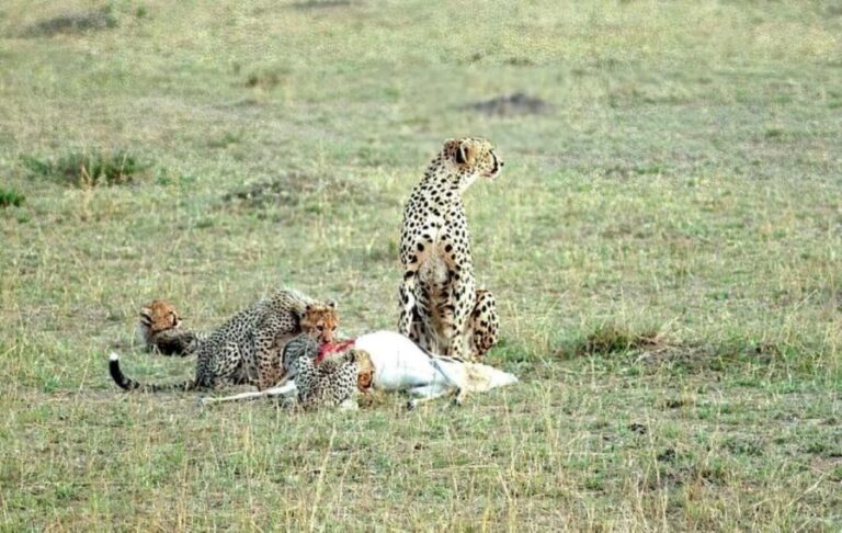 3 Days 2 Nights Masai Mara Safari - Days 2: Full Day of Game Drives