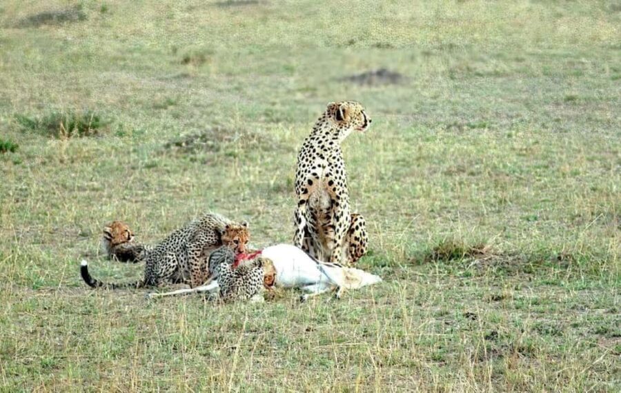3 Days 2 Nights Masai Mara Safari - Days 2: Full Day of Game Drives