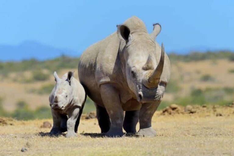 3 Days 2 nights Ol Pejeta Conservancy Safari - Transport and Logistics