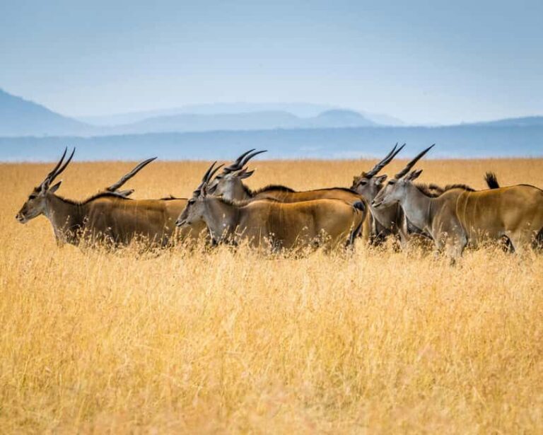 3 days, 2 nights Safari to Tsavo East from Nairobi - Full Day in Tsavo East: Wildlife, Volcanoes, and Lava Flows