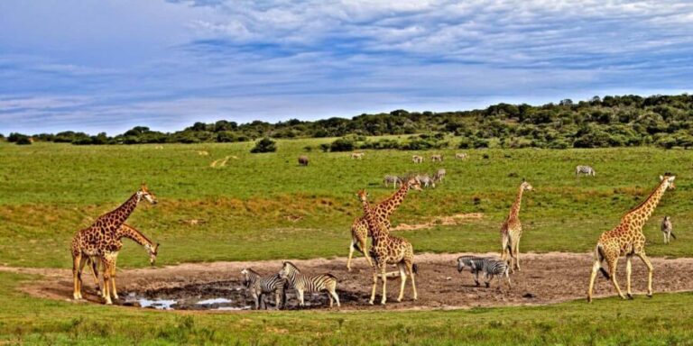 3 days 2 nights saltlick safari from diani/mombasa - Analyzing the Cost and Value