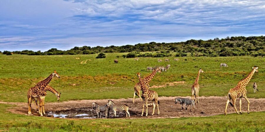 3 days 2 nights saltlick safari from diani/mombasa - Analyzing the Cost and Value