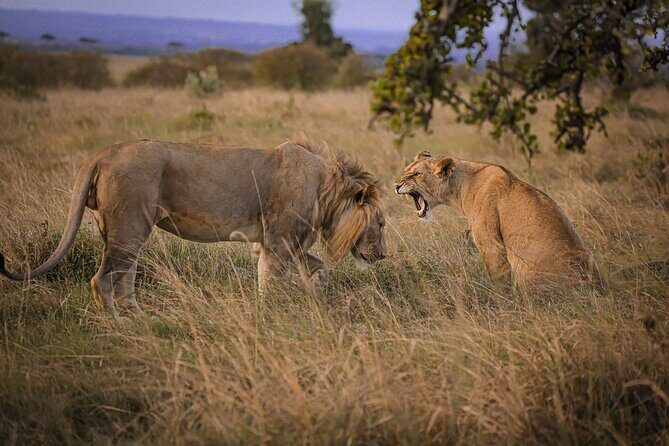 3-Days 2-nights Tanzania Private Budget Camping Safari - Exploring the Itinerary: What to Expect