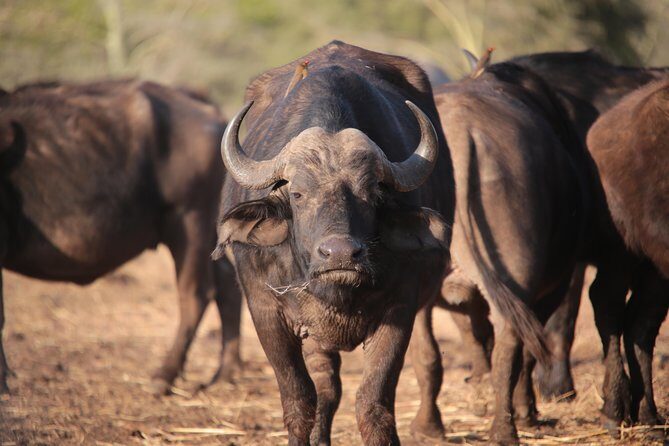 3-Days 2-nights Tanzania Private Budget Camping Safari - Transportation & Timing