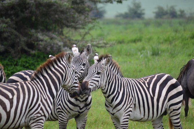 3 Days All Inclusive Zanzibar to Tarangire Ngorongoro - Authentic Encounters and Reviews