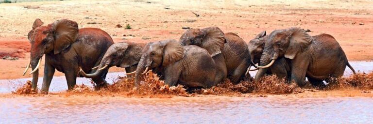 3 Days Amboseli National Park Luxury Safaris - Final Thoughts
