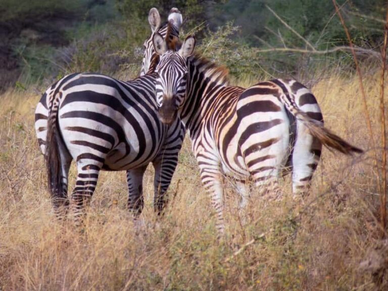 3 Days Amboseli & Tsavo West: Unforgettable Adventure - Day 1: Nairobi to Amboseli National Park