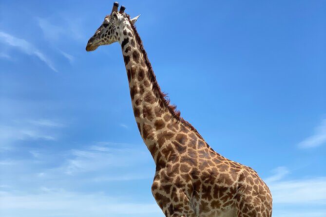 3-Days Arusha National Park-Tarangire park - Ngorongoro Crater - Who Would Benefit Most?