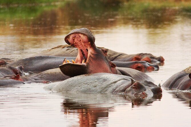3 Days Big Five Unforgetable Lodging Tanzania Safari - What We Think About the Price and Value