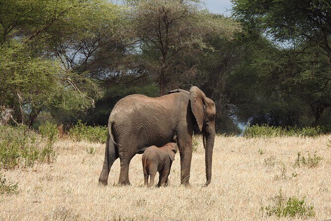 3 Days Budget Camping Safari to Serengeti and Ngorongoro Crater - Authentic Experiences and Highlights