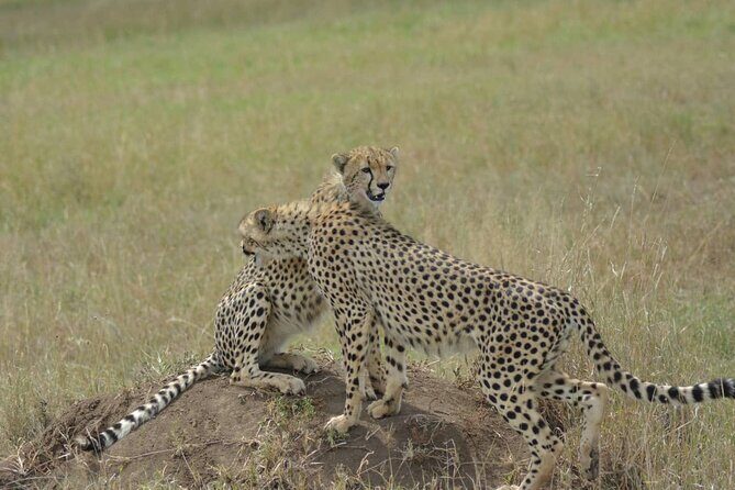 3-Days Budget Lodge Safari - Tarangire, Ngorongoro & Lake Manyara - Practical Details and What It Means for You