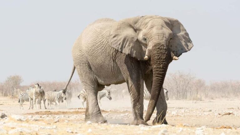 3 Days Etosha National Park; Self Drive Tour - What’s Included and What’s Not