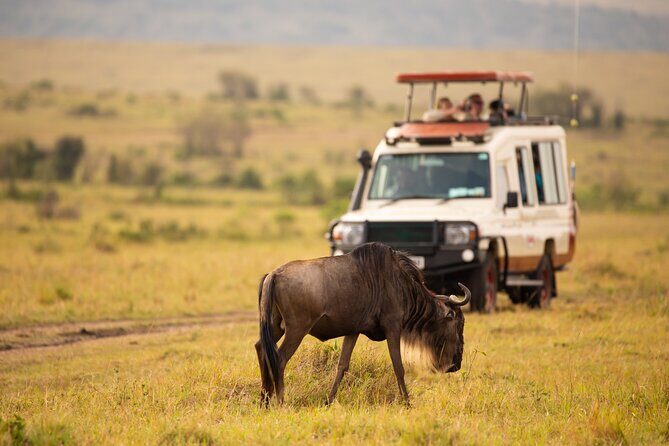 3 days fly in safari - Day 2: From Serengeti to Ngorongoro