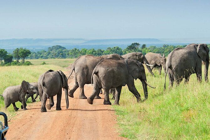 3 Days Group Joining Serengeti and Ngorongoro Safari - Why This Tour Works for Travelers