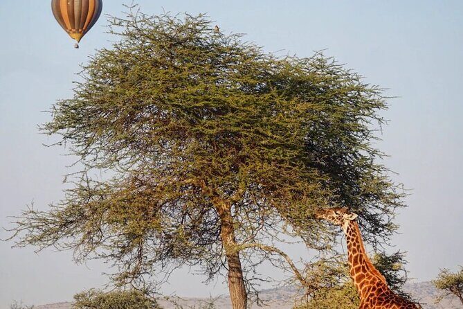 3 Days Group Safari Serengeti & Ngorongoro - Who Should Consider This Safari?
